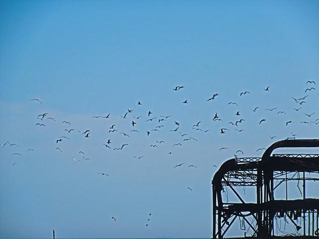 Birds over West Pier