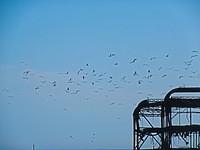 Birds over West Pier